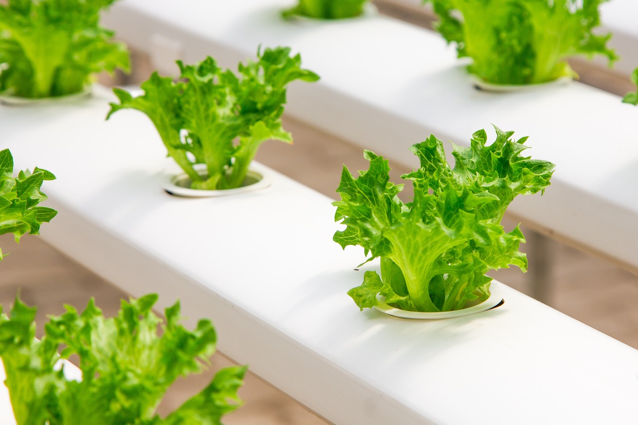 The Role of Hydroponics in Sustainable Farming